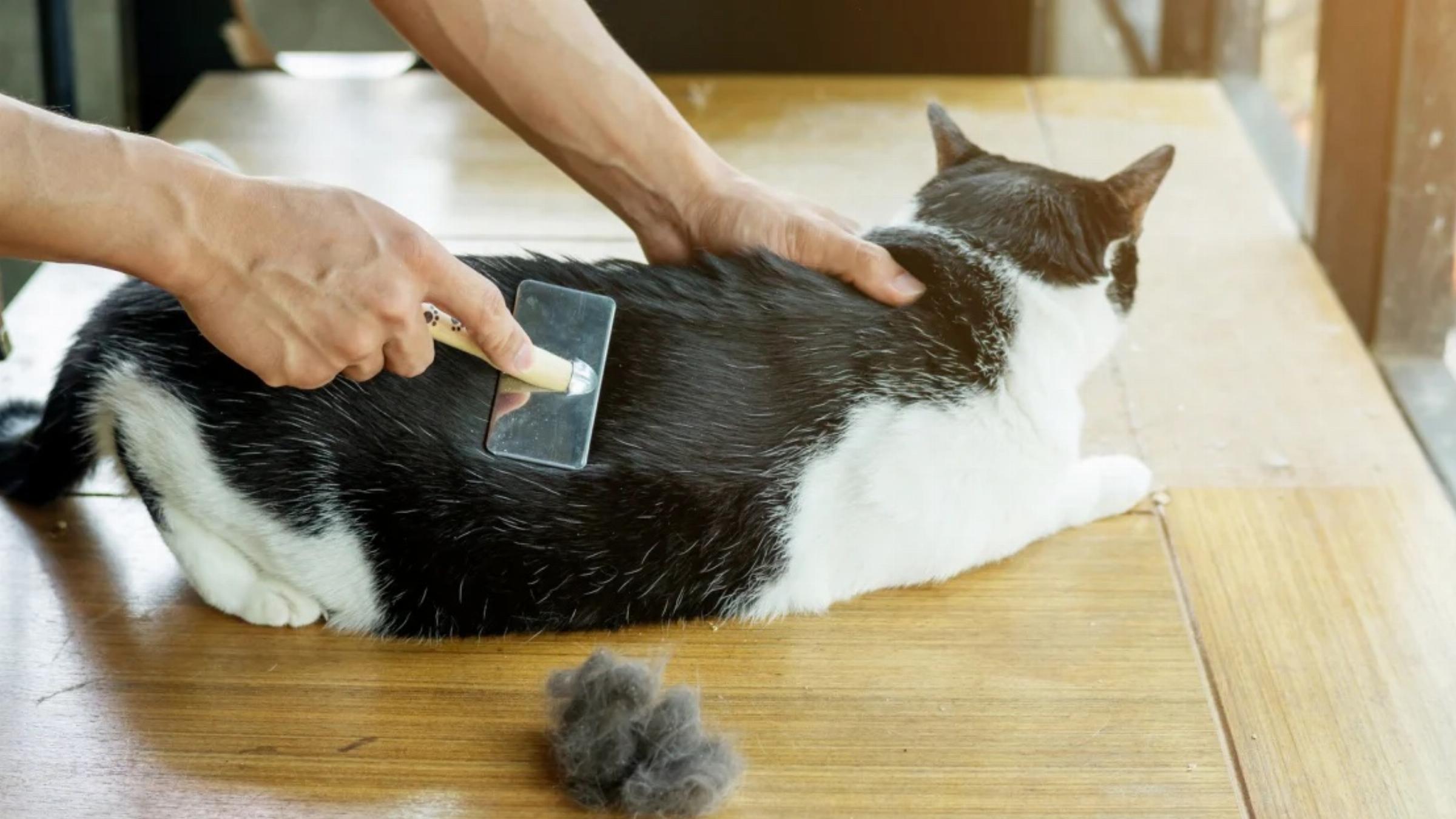"J’ai même organisé des sessions de brossage collectif au parc. Les gens sont venus avec leurs chats et leurs brosses" "J’ai même organisé des sessions de brossage collectif au parc. Les gens sont venus avec leurs chats et leurs brosses"
